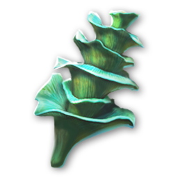 Morel